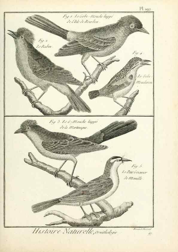 Reproducción/Reproduction 7850768184: Tableau encyclopédique et méthodique des trois règnes de la nature.. A Paris :Chez Mme. veuve Agasse ...,1823.