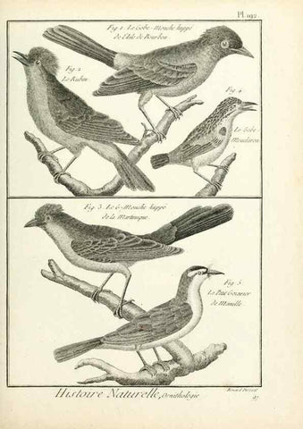 Reproducción/Reproduction 7850768184: Tableau encyclopédique et méthodique des trois règnes de la nature.. A Paris :Chez Mme. veuve Agasse ...,1823.