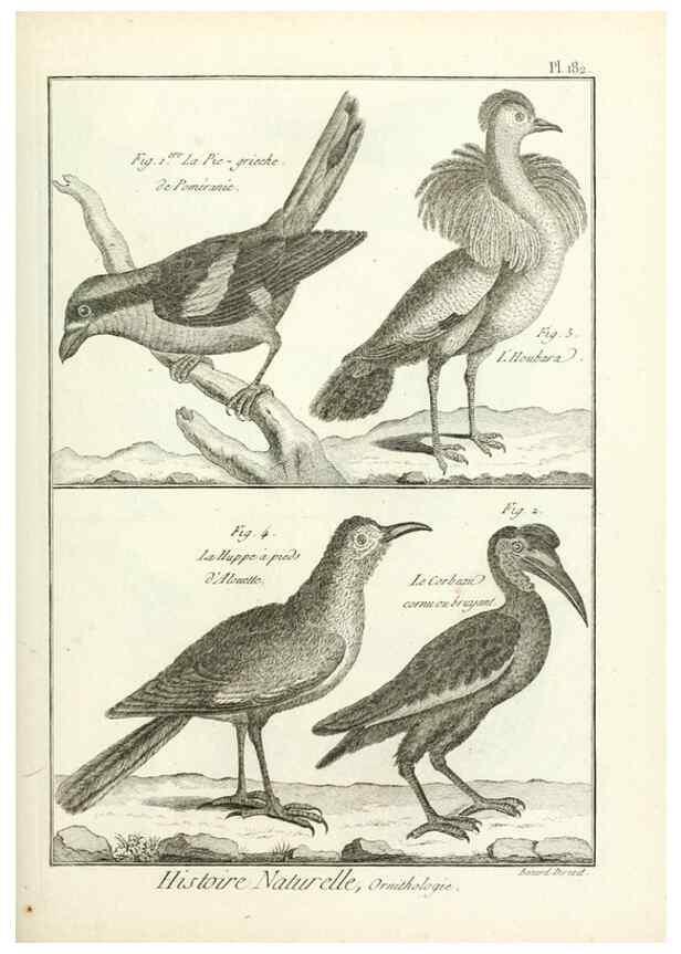Reproducción/Reproduction 7850754930: Tableau encyclopédique et méthodique des trois règnes de la nature.. A Paris :Chez Mme. veuve Agasse ...,1823.