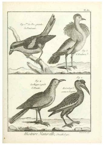 Reproducción/Reproduction 7850754930: Tableau encyclopédique et méthodique des trois règnes de la nature.. A Paris :Chez Mme. veuve Agasse ...,1823.