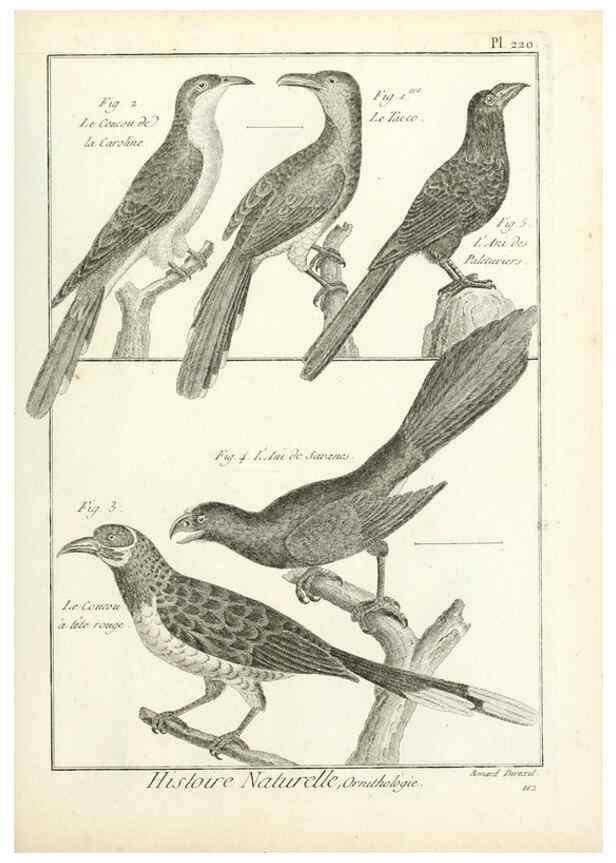 Reproducción/Reproduction 7850805336: Tableau encyclopédique et méthodique des trois règnes de la nature.. A Paris :Chez Mme. veuve Agasse ...,1823.