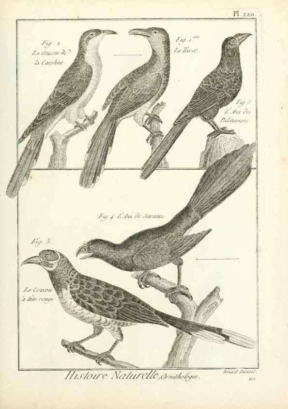 Reproducción/Reproduction 7850805336: Tableau encyclopédique et méthodique des trois règnes de la nature.. A Paris :Chez Mme. veuve Agasse ...,1823.