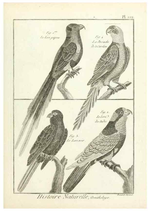Reproducción/Reproduction 7850808170: Tableau encyclopédique et méthodique des trois règnes de la nature.. A Paris :Chez Mme. veuve Agasse ...,1823.