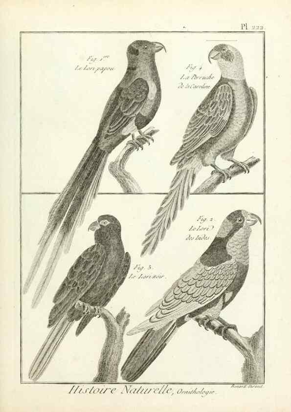 Reproducción/Reproduction 7850808170: Tableau encyclopédique et méthodique des trois règnes de la nature.. A Paris :Chez Mme. veuve Agasse ...,1823.