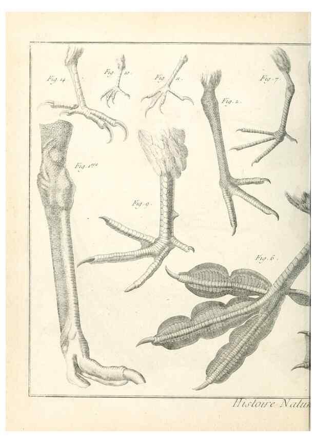 Reproducción/Reproduction 7850863444: Tableau encyclopédique et méthodique des trois règnes de la nature.. A Paris :Chez Mme. veuve Agasse ...,1823.