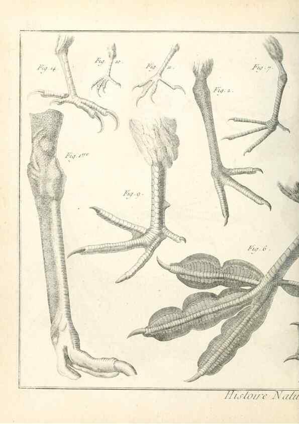 Reproducción/Reproduction 7850863444: Tableau encyclopédique et méthodique des trois règnes de la nature.. A Paris :Chez Mme. veuve Agasse ...,1823.