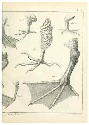 Reproducción/Reproduction 7850864150: Tableau encyclopédique et méthodique des trois règnes de la nature.. A Paris :Chez Mme. veuve Agasse ...,1823.
