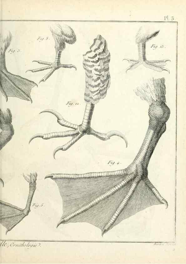 Reproducción/Reproduction 7850864150: Tableau encyclopédique et méthodique des trois règnes de la nature.. A Paris :Chez Mme. veuve Agasse ...,1823.