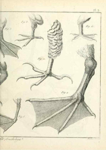 Reproducción/Reproduction 7850864150: Tableau encyclopédique et méthodique des trois règnes de la nature.. A Paris :Chez Mme. veuve Agasse ...,1823.