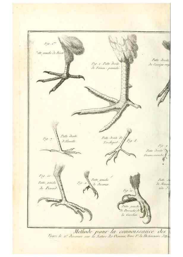 Reproducción/Reproduction 7850865282: Tableau encyclopédique et méthodique des trois règnes de la nature.. A Paris :Chez Mme. veuve Agasse ...,1823.