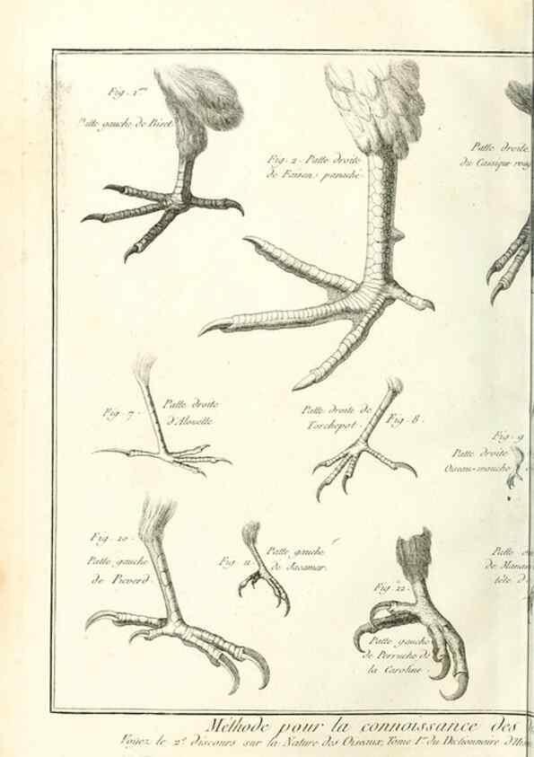 Reproducción/Reproduction 7850865282: Tableau encyclopédique et méthodique des trois règnes de la nature.. A Paris :Chez Mme. veuve Agasse ...,1823.