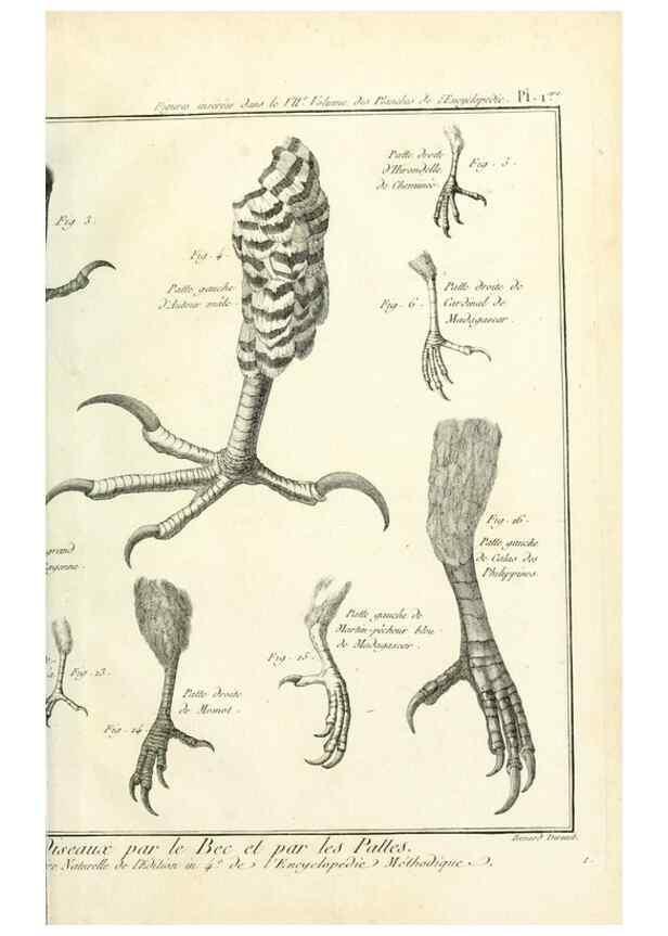 Reproducción/Reproduction 7850866260: Tableau encyclopédique et méthodique des trois règnes de la nature.. A Paris :Chez Mme. veuve Agasse ...,1823.