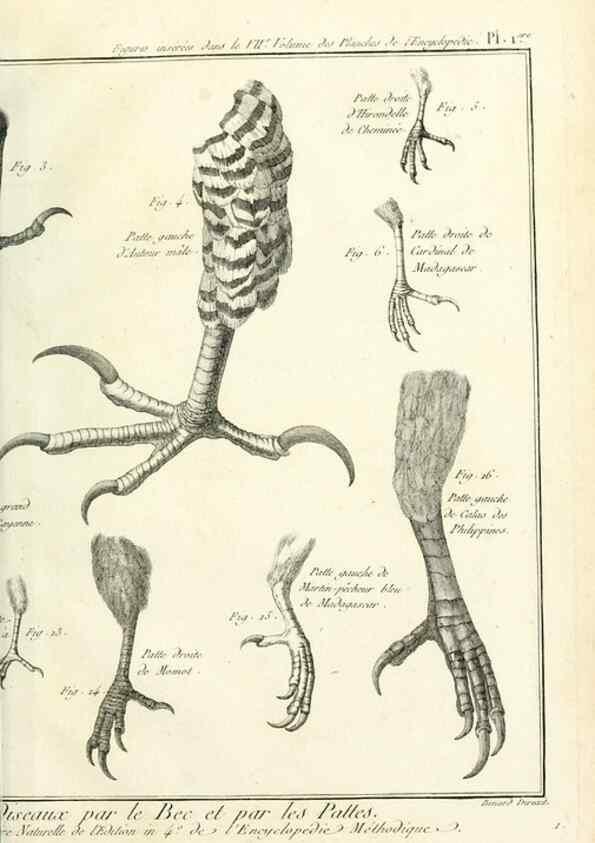 Reproducción/Reproduction 7850866260: Tableau encyclopédique et méthodique des trois règnes de la nature.. A Paris :Chez Mme. veuve Agasse ...,1823.