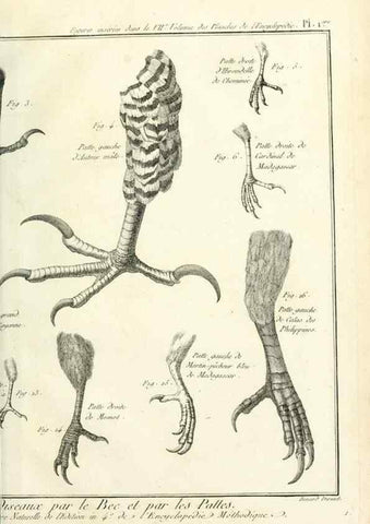 Reproducción/Reproduction 7850866260: Tableau encyclopédique et méthodique des trois règnes de la nature.. A Paris :Chez Mme. veuve Agasse ...,1823.