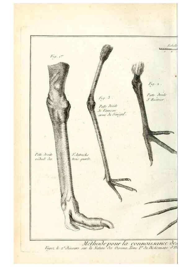 Reproducción/Reproduction 7850867544: Tableau encyclopédique et méthodique des trois règnes de la nature.. A Paris :Chez Mme. veuve Agasse ...,1823.