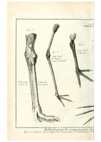 Reproducción/Reproduction 7850867544: Tableau encyclopédique et méthodique des trois règnes de la nature.. A Paris :Chez Mme. veuve Agasse ...,1823.