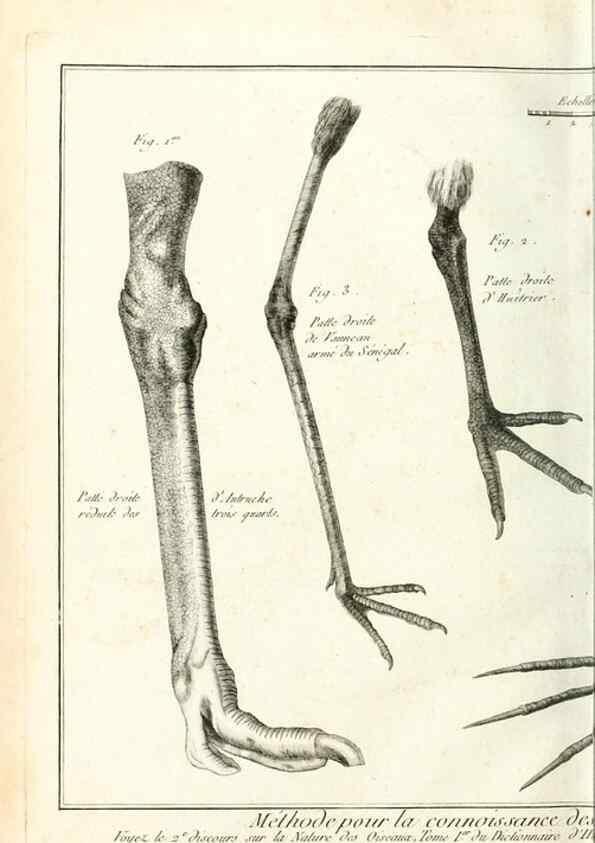 Reproducción/Reproduction 7850867544: Tableau encyclopédique et méthodique des trois règnes de la nature.. A Paris :Chez Mme. veuve Agasse ...,1823.