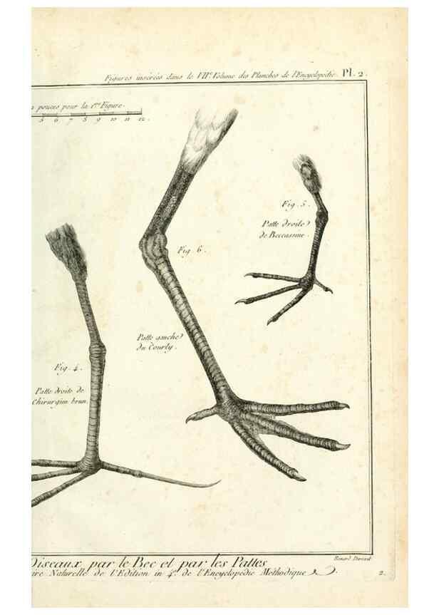 Reproducción/Reproduction 7850868688: Tableau encyclopédique et méthodique des trois règnes de la nature.. A Paris :Chez Mme. veuve Agasse ...,1823.