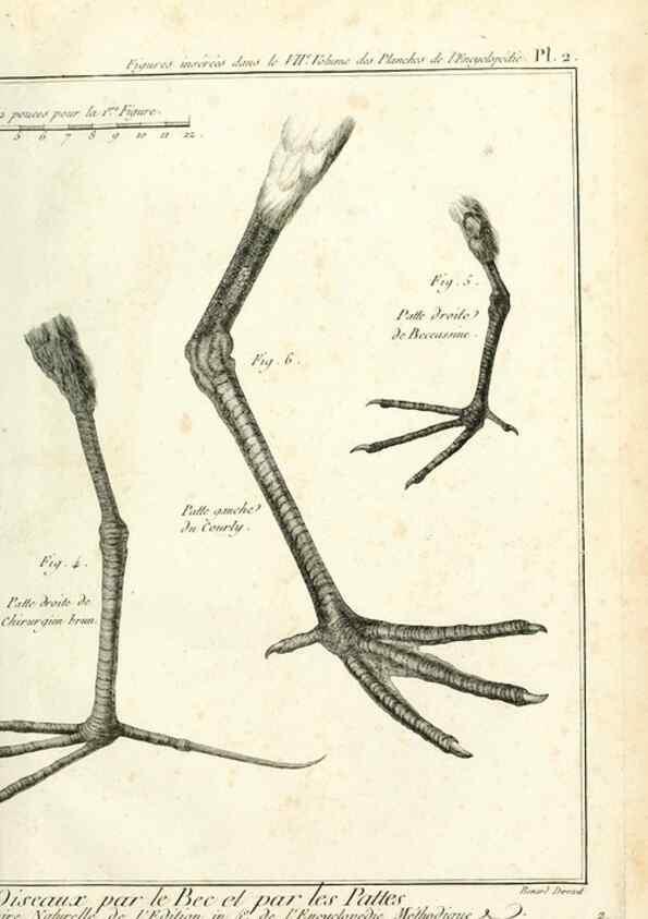 Reproducción/Reproduction 7850868688: Tableau encyclopédique et méthodique des trois règnes de la nature.. A Paris :Chez Mme. veuve Agasse ...,1823.