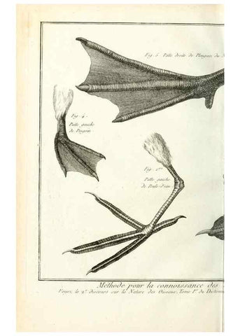 Reproducción/Reproduction 7850869760: Tableau encyclopédique et méthodique des trois règnes de la nature.. A Paris :Chez Mme. veuve Agasse ...,1823.