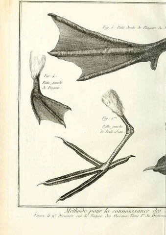 Reproducción/Reproduction 7850869760: Tableau encyclopédique et méthodique des trois règnes de la nature.. A Paris :Chez Mme. veuve Agasse ...,1823.