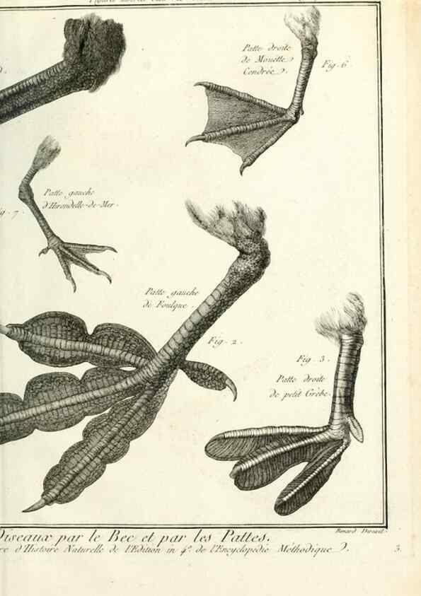 Reproducción/Reproduction 7850871088: Tableau encyclopédique et méthodique des trois règnes de la nature.. A Paris :Chez Mme. veuve Agasse ...,1823.