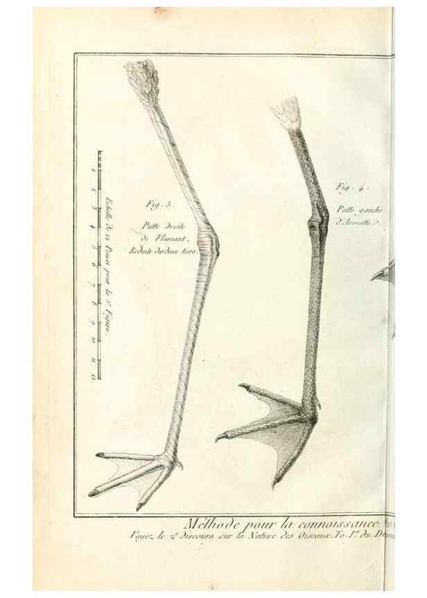 Reproducción/Reproduction 7850872180: Tableau encyclopédique et méthodique des trois règnes de la nature.. A Paris :Chez Mme. veuve Agasse ...,1823.