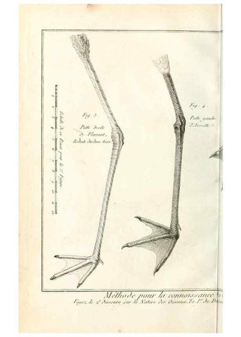 Reproducción/Reproduction 7850872180: Tableau encyclopédique et méthodique des trois règnes de la nature.. A Paris :Chez Mme. veuve Agasse ...,1823.