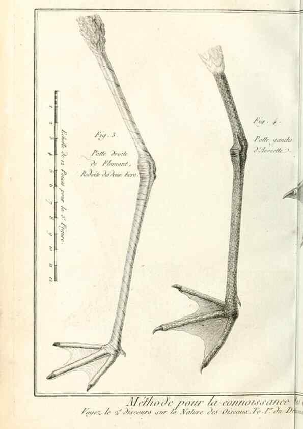 Reproducción/Reproduction 7850872180: Tableau encyclopédique et méthodique des trois règnes de la nature.. A Paris :Chez Mme. veuve Agasse ...,1823.