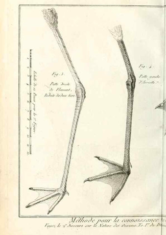 Reproducción/Reproduction 7850872180: Tableau encyclopédique et méthodique des trois règnes de la nature.. A Paris :Chez Mme. veuve Agasse ...,1823.