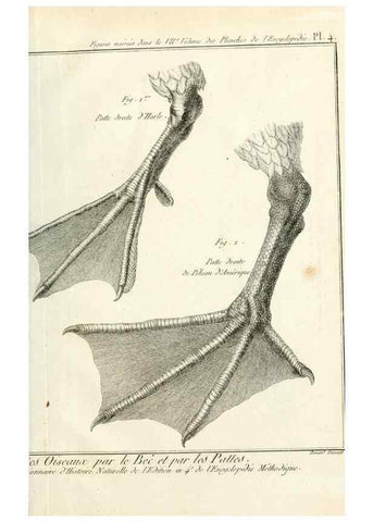 Reproducción/Reproduction 7850873278: Tableau encyclopédique et méthodique des trois règnes de la nature.. A Paris :Chez Mme. veuve Agasse ...,1823.