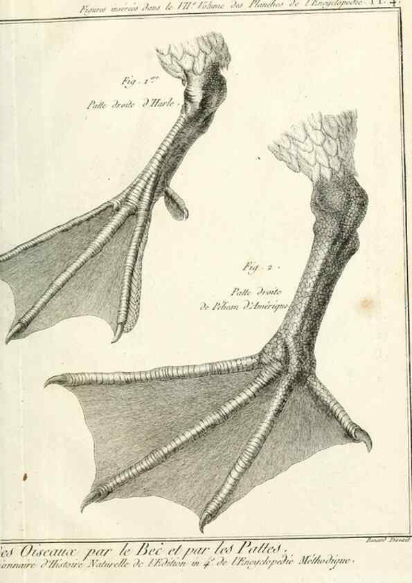 Reproducción/Reproduction 7850873278: Tableau encyclopédique et méthodique des trois règnes de la nature.. A Paris :Chez Mme. veuve Agasse ...,1823.