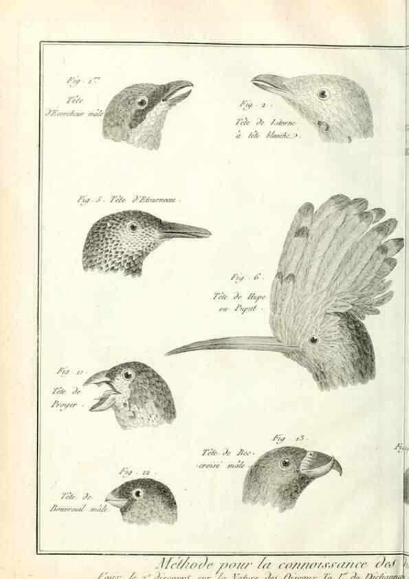 Reproducción/Reproduction 7850877280: Tableau encyclopédique et méthodique des trois règnes de la nature.. A Paris :Chez Mme. veuve Agasse ...,1823.