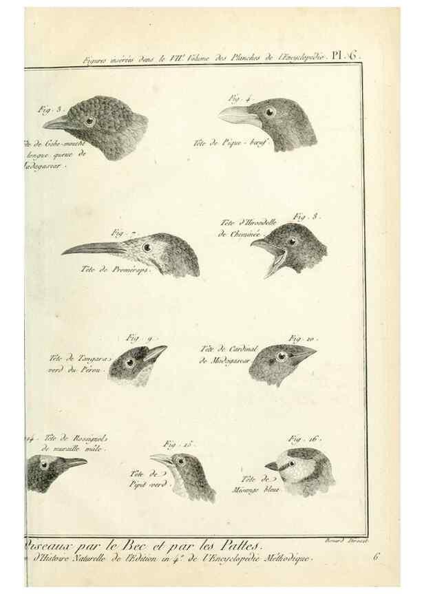 Reproducción/Reproduction 7850878306: Tableau encyclopédique et méthodique des trois règnes de la nature.. A Paris :Chez Mme. veuve Agasse ...,1823.