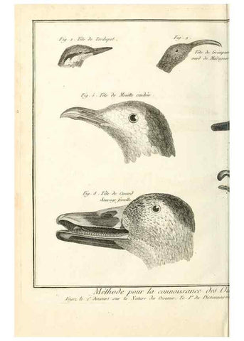 Reproducción/Reproduction 7850879602: Tableau encyclopédique et méthodique des trois règnes de la nature.. A Paris :Chez Mme. veuve Agasse ...,1823.