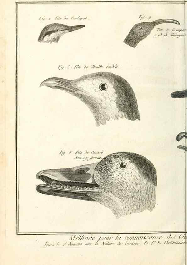 Reproducción/Reproduction 7850879602: Tableau encyclopédique et méthodique des trois règnes de la nature.. A Paris :Chez Mme. veuve Agasse ...,1823.