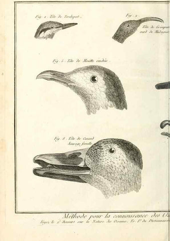 Reproducción/Reproduction 7850879602: Tableau encyclopédique et méthodique des trois règnes de la nature.. A Paris :Chez Mme. veuve Agasse ...,1823.