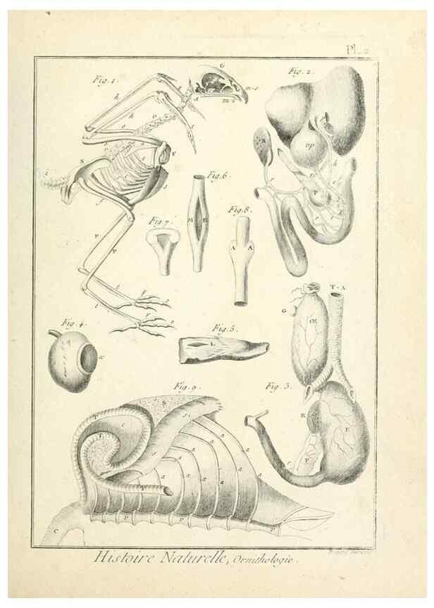 Reproducción/Reproduction 7850862670: Tableau encyclopédique et méthodique des trois règnes de la nature.. A Paris :Chez Mme. veuve Agasse ...,1823.