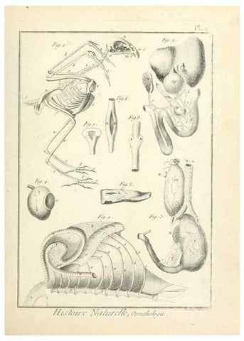 Reproducción/Reproduction 7850862670: Tableau encyclopédique et méthodique des trois règnes de la nature.. A Paris :Chez Mme. veuve Agasse ...,1823.