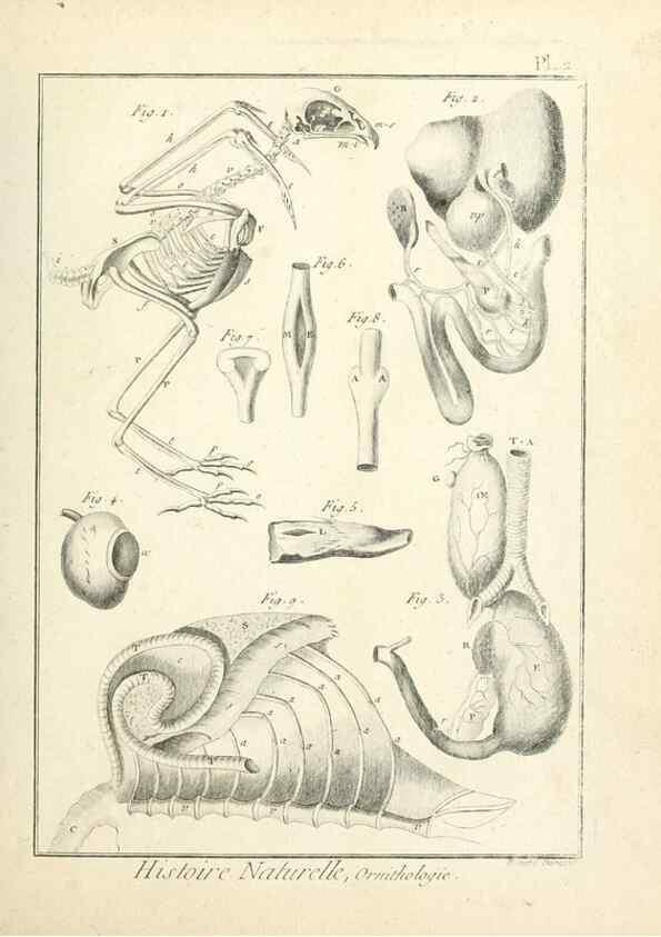 Reproducción/Reproduction 7850862670: Tableau encyclopédique et méthodique des trois règnes de la nature.. A Paris :Chez Mme. veuve Agasse ...,1823.