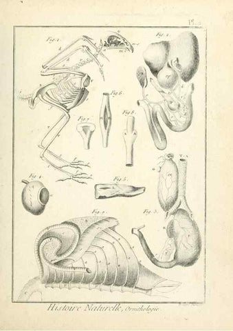Reproducción/Reproduction 7850862670: Tableau encyclopédique et méthodique des trois règnes de la nature.. A Paris :Chez Mme. veuve Agasse ...,1823.