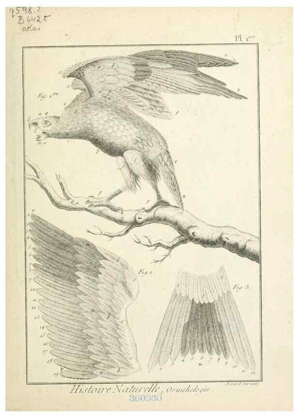 Reproducción/Reproduction 7850861880: Tableau encyclopédique et méthodique des trois règnes de la nature.. A Paris :Chez Mme. veuve Agasse ...,1823.