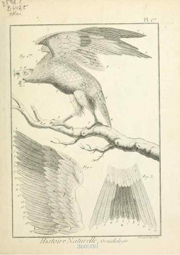 Reproducción/Reproduction 7850861880: Tableau encyclopédique et méthodique des trois règnes de la nature.. A Paris :Chez Mme. veuve Agasse ...,1823.