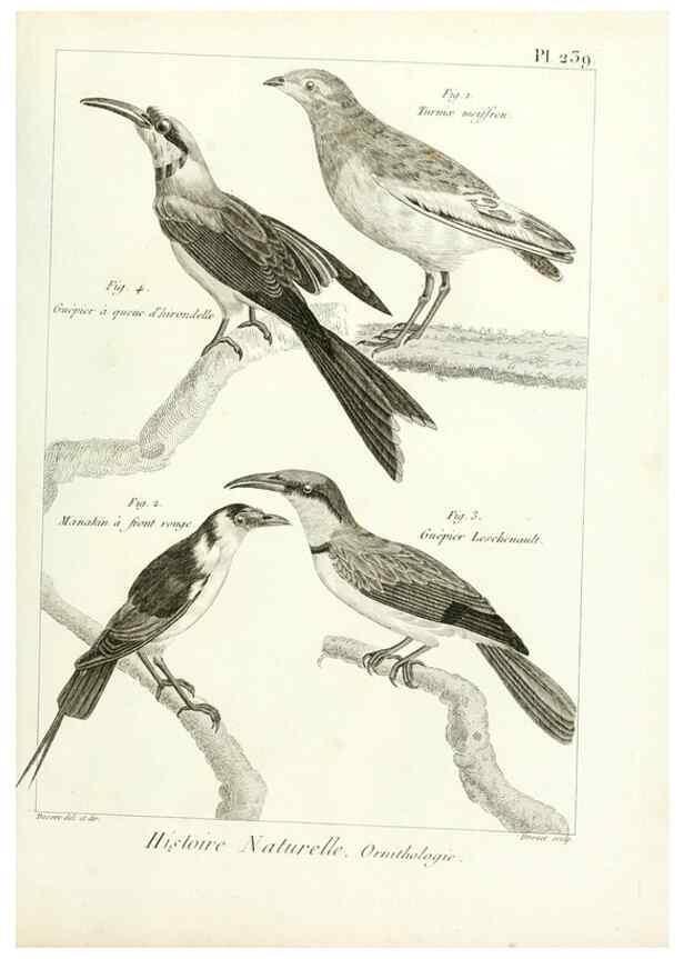 Reproducción/Reproduction 7850830322: Tableau encyclopédique et méthodique des trois règnes de la nature.. A Paris :Chez Mme. veuve Agasse ...,1823.