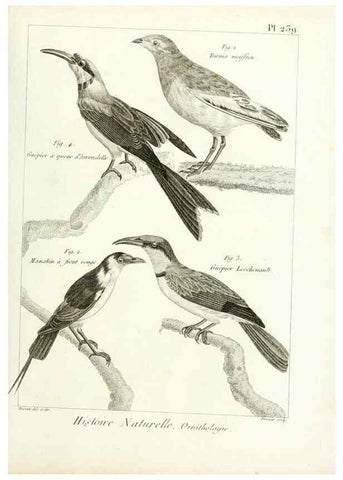 Reproducción/Reproduction 7850830322: Tableau encyclopédique et méthodique des trois règnes de la nature.. A Paris :Chez Mme. veuve Agasse ...,1823.