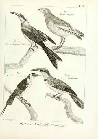 Reproducción/Reproduction 7850830322: Tableau encyclopédique et méthodique des trois règnes de la nature.. A Paris :Chez Mme. veuve Agasse ...,1823.