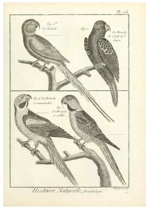 Reproducción/Reproduction 7850809446: Tableau encyclopédique et méthodique des trois règnes de la nature.. A Paris :Chez Mme. veuve Agasse ...,1823.