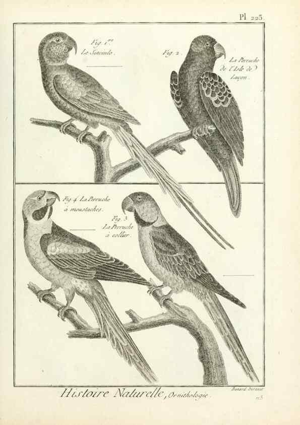Reproducción/Reproduction 7850809446: Tableau encyclopédique et méthodique des trois règnes de la nature.. A Paris :Chez Mme. veuve Agasse ...,1823.