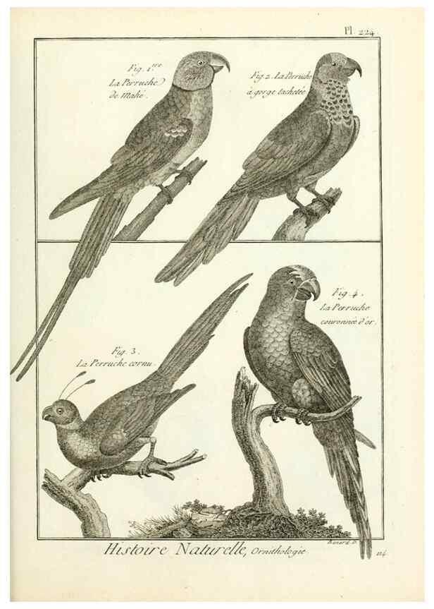 Reproducción/Reproduction 7850810852: Tableau encyclopédique et méthodique des trois règnes de la nature.. A Paris :Chez Mme. veuve Agasse ...,1823.
