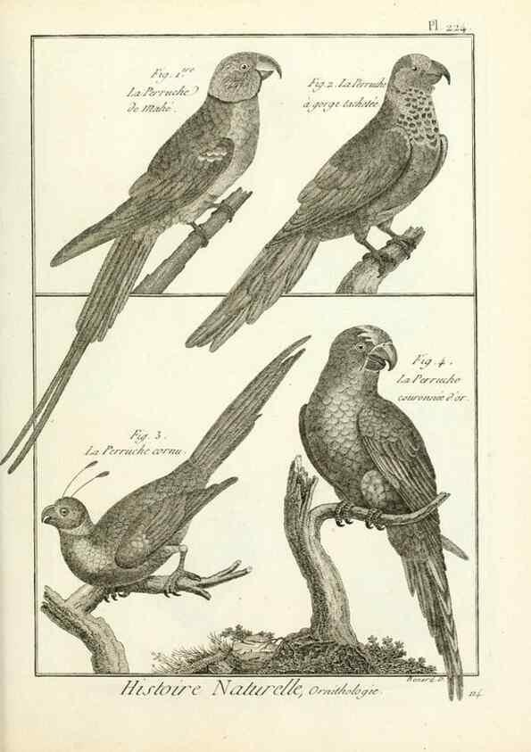 Reproducción/Reproduction 7850810852: Tableau encyclopédique et méthodique des trois règnes de la nature.. A Paris :Chez Mme. veuve Agasse ...,1823.